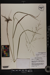 Panicum virgatum var. virgatum image