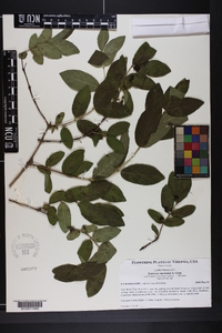 Lonicera morrowii image