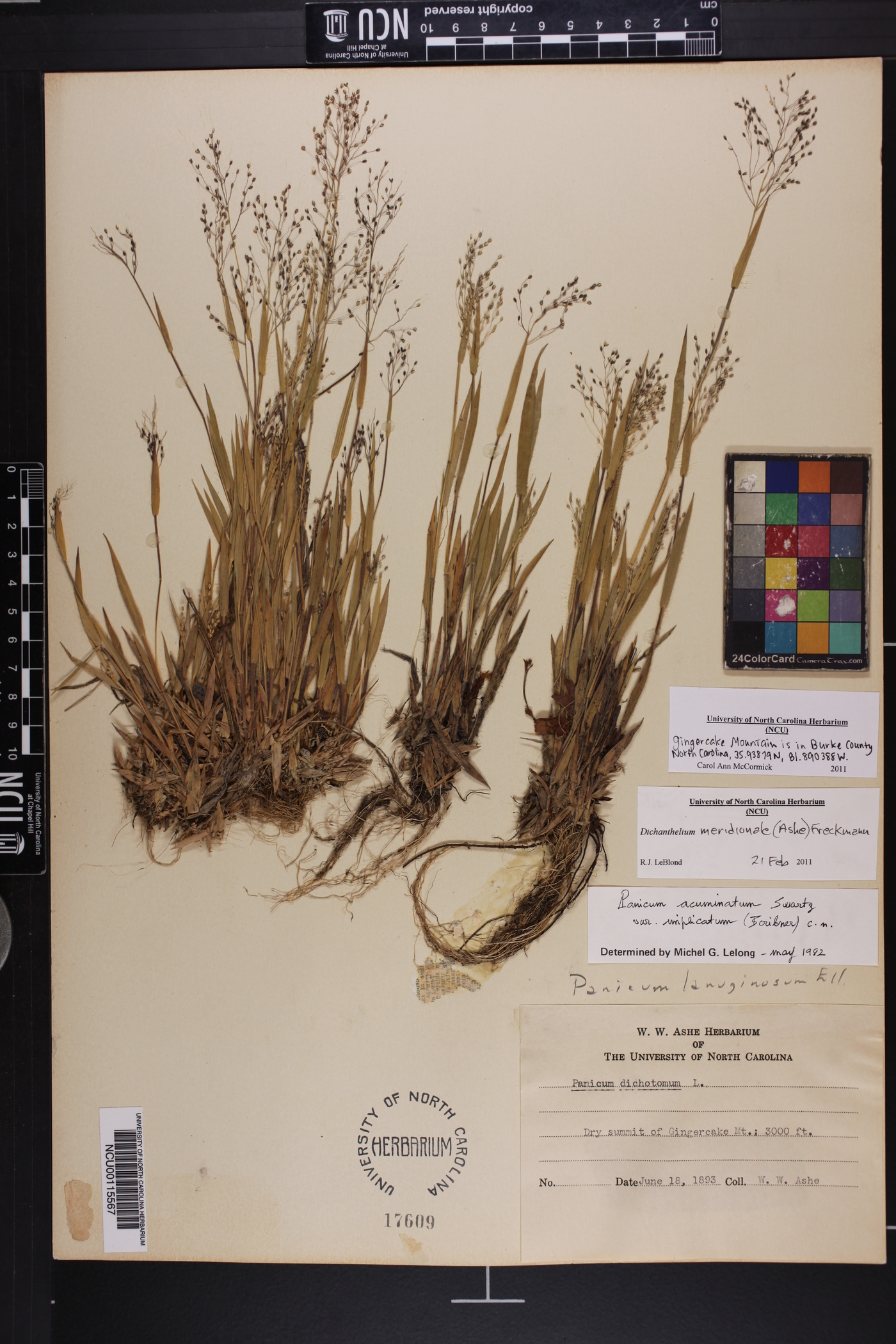 Dichanthelium meridionale image