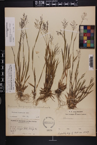 Dichanthelium meridionale image