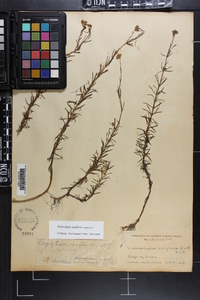 Sclerolepis uniflora image