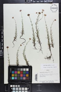 Sclerolepis uniflora image