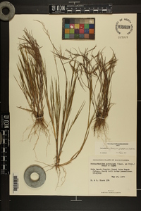 Panicum pinetorum image