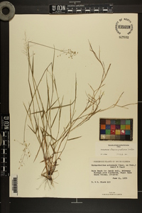 Panicum pinetorum image