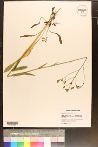 Crepis pulchra image