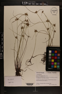 Cyperus neotropicalis image