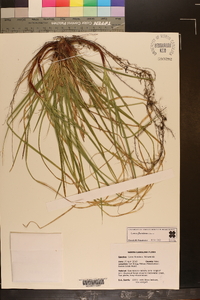 Carex floridana image