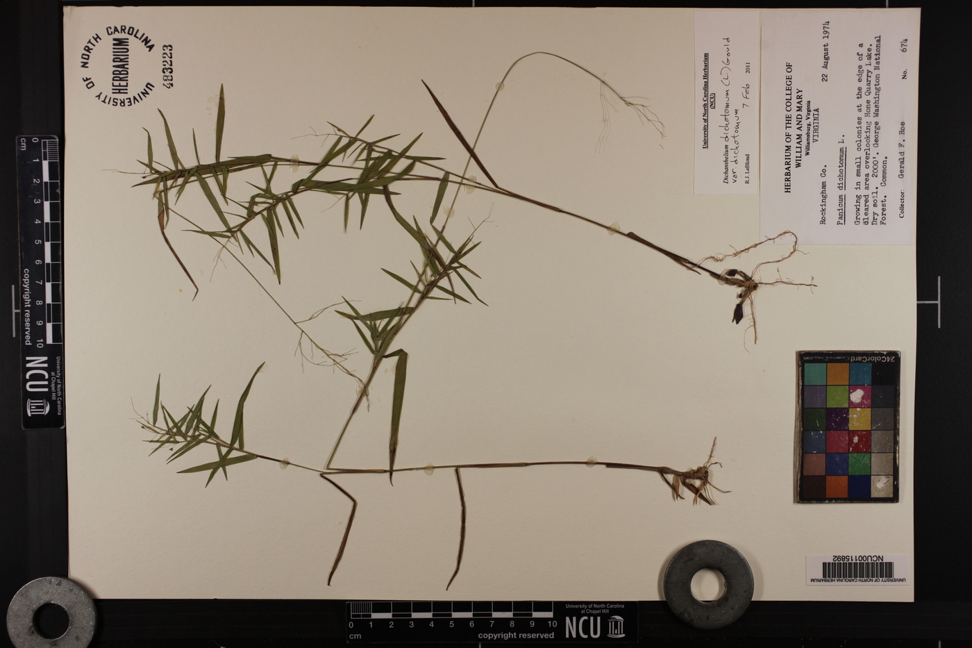 Dichanthelium dichotomum var. dichotomum image