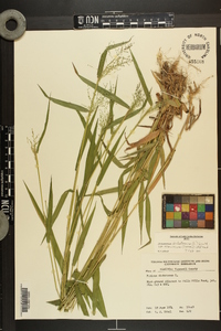 Dichanthelium dichotomum var. ramulosum image