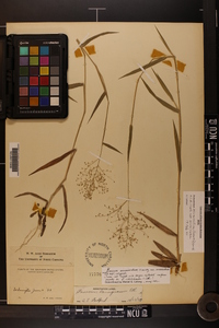 Dichanthelium acuminatum subsp. acuminatum image