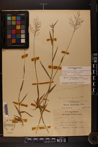 Dichanthelium acuminatum subsp. acuminatum image