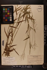 Dichanthelium acuminatum subsp. acuminatum image