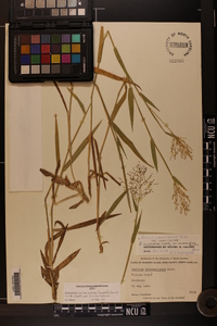 Dichanthelium acuminatum subsp. acuminatum image