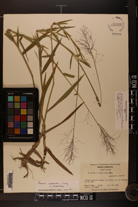 Dichanthelium acuminatum subsp. acuminatum image