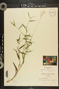 Dichanthelium dichotomum var. ramulosum image