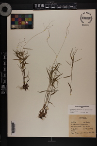 Dichanthelium dichotomum var. dichotomum image