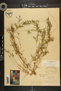 Dichanthelium dichotomum var. ramulosum image