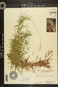 Dichanthelium dichotomum var. ramulosum image