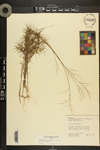 Dichanthelium dichotomum var. dichotomum image