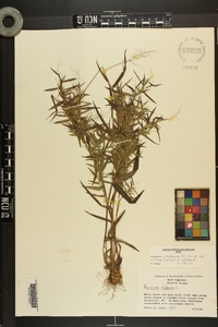 Dichanthelium dichotomum var. nitidum image