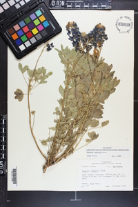 Lupinus texensis image