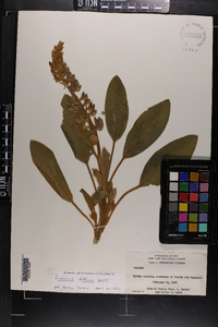 Lupinus diffusus image