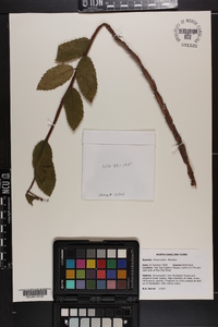 Ulmus alata image