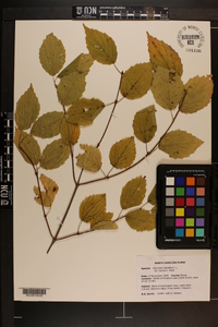 Viburnum dentatum var. lucidum image