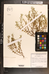 Rotala ramosior image