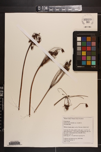 Dodecatheon meadia subsp. meadia image