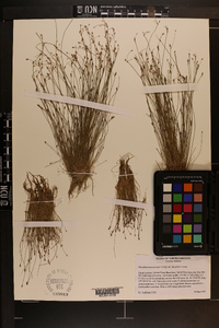 Eleocharis microcarpa var. filiculmis image