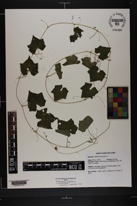 Melothria pendula image