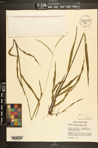 Paspalum setaceum var. ciliatifolium image