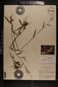 Dichanthelium acuminatum subsp. acuminatum image