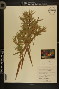 Dichanthelium scoparium image