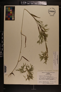 Dichanthelium acuminatum subsp. acuminatum image