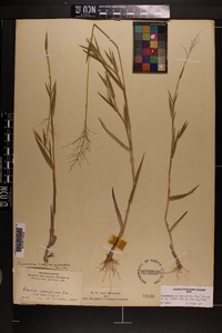 Dichanthelium acuminatum subsp. acuminatum image