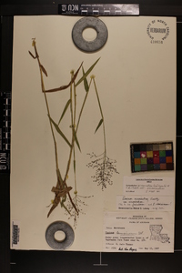 Dichanthelium acuminatum subsp. acuminatum image