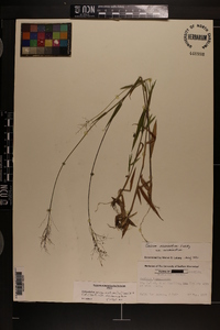 Dichanthelium acuminatum subsp. acuminatum image