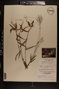 Dichanthelium acuminatum subsp. acuminatum image