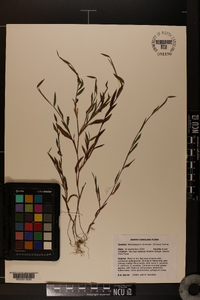 Microstegium vimineum image