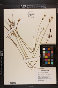 Juncus scirpoides image