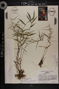 Dichanthelium dichotomum var. dichotomum image