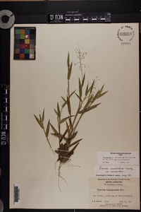 Dichanthelium acuminatum subsp. acuminatum image