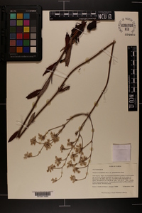 Eriogonum longifolium image