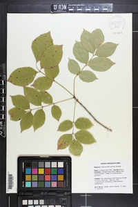 Fraxinus biltmoreana image