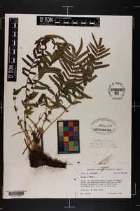 Pteris vittata image