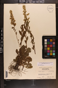 Solidago pulverulenta image