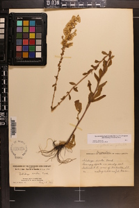 Solidago pulverulenta image