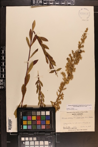 Solidago pulverulenta image